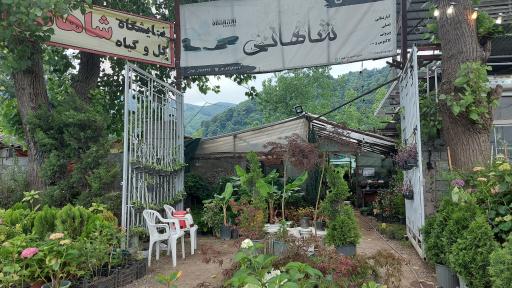 عکس نمایشگاه گل شاهانی