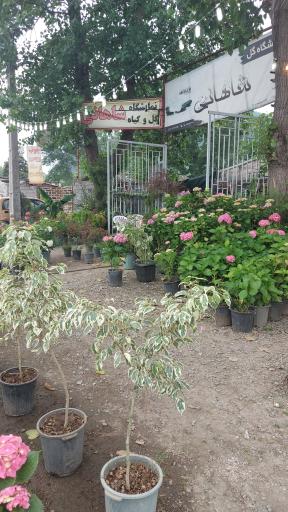 عکس نمایشگاه گل شاهانی