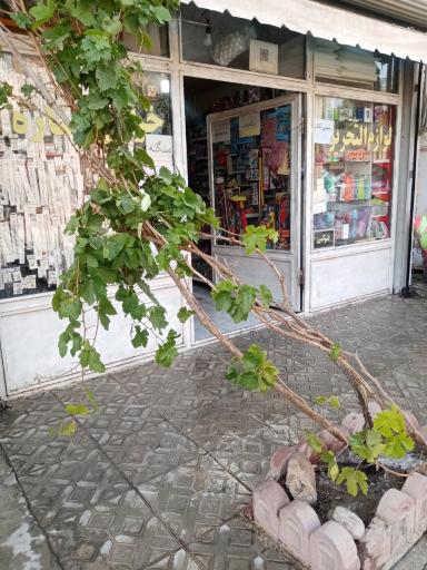 عکس خرازی ستاره