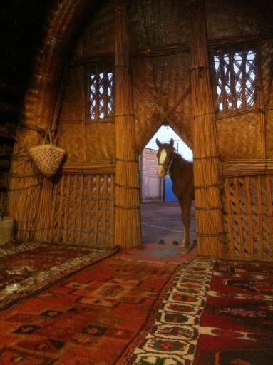 عکس مضیف بردیه 