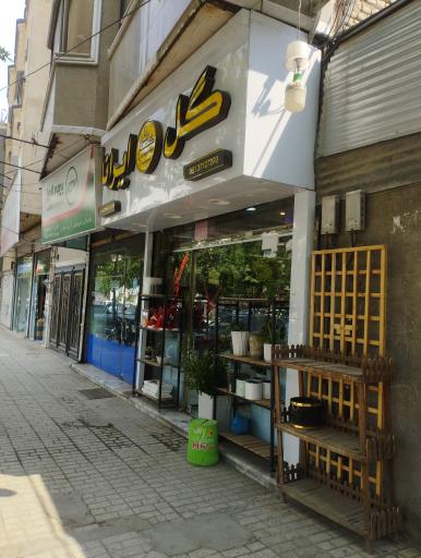 عکس گل ایرانا