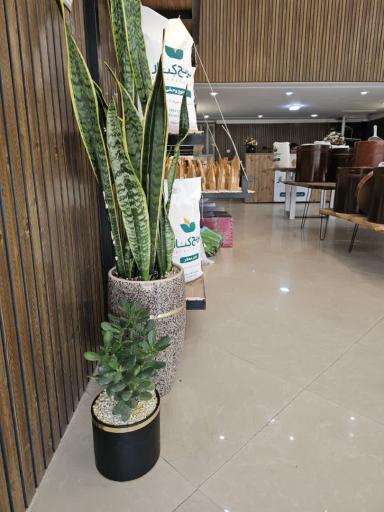 عکس برنج کنار