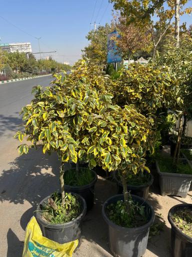 عکس گل و گیاه کاج طلایی