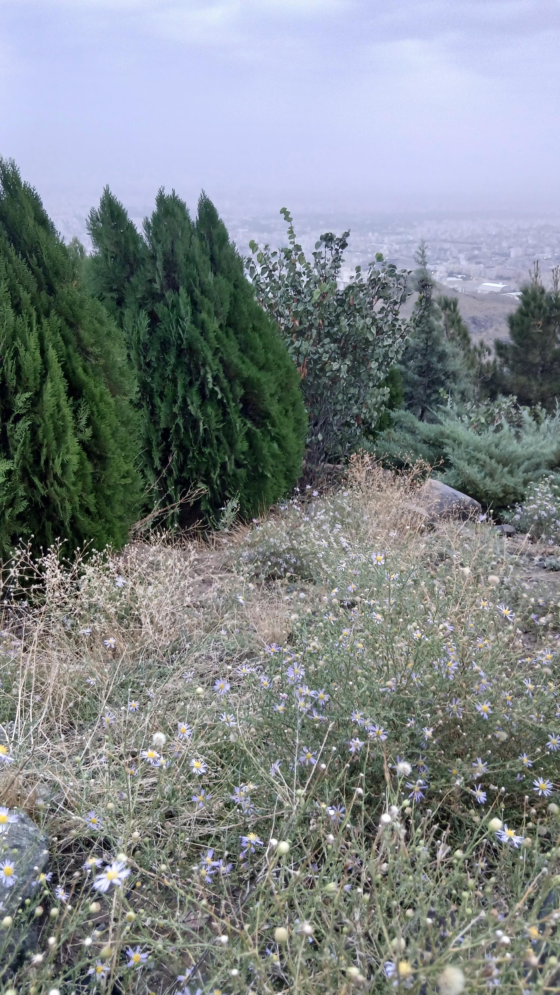 عکس کوهپارک مشه
