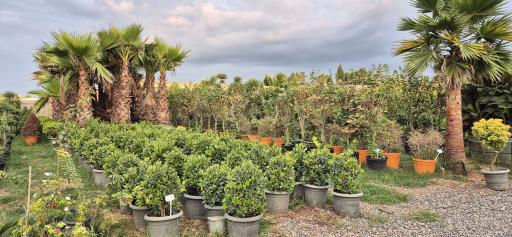 عکس مجتمع گل و گیاه زیبُن