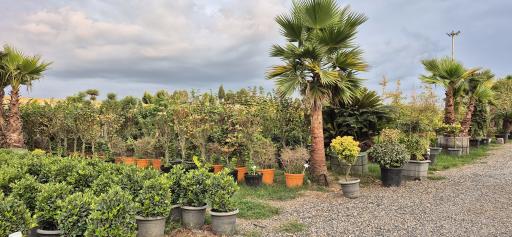 عکس مجتمع گل و گیاه زیبُن