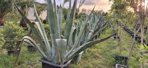 مجتمع گل و گیاه زیبُن