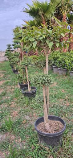 عکس مجتمع گل و گیاه زیبُن