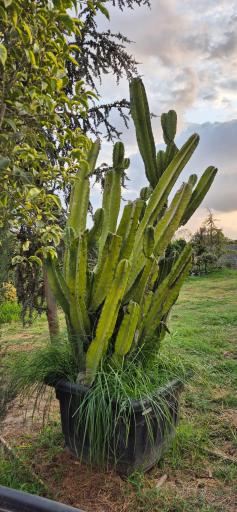 عکس مجتمع گل و گیاه زیبُن