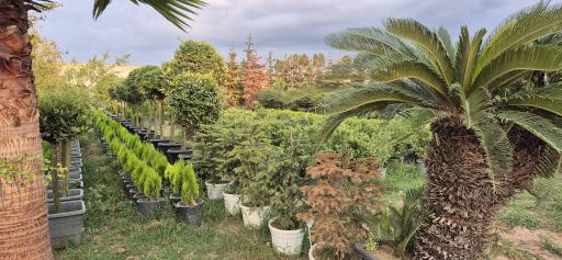 عکس مجتمع گل و گیاه زیبُن