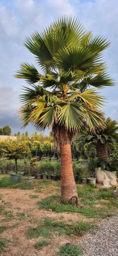 عکس مجتمع گل و گیاه زیبُن