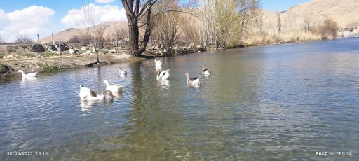 عکس چشمه کرسف