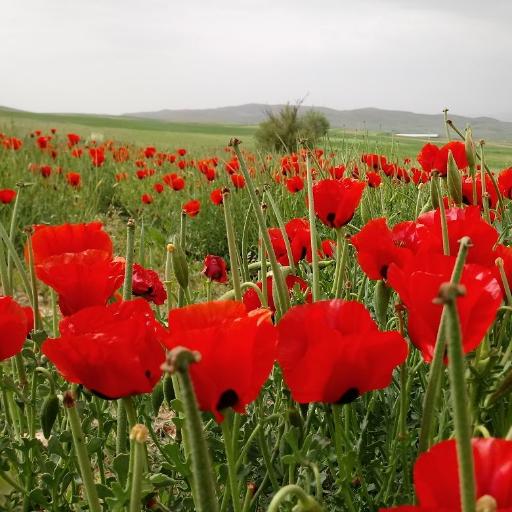 عکس ده شیخان