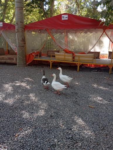 عکس دیزی سرای پل 