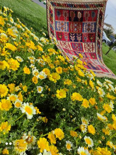 عکس فروشگاه کویرناظم