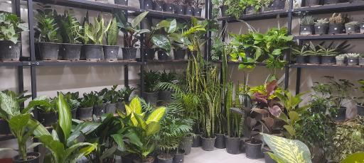 عکس گل فروشی سلطانی 