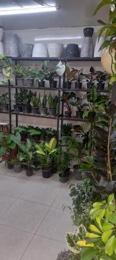 عکس گل فروشی سلطانی 