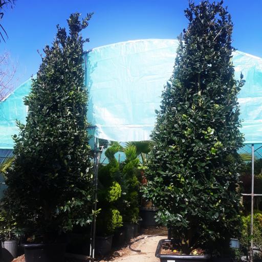 عکس گل و گیاه امیدفراهانی 