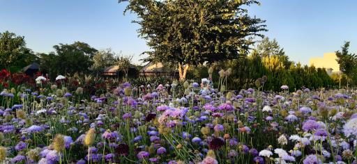 عکس بوستان بانوان نرگس