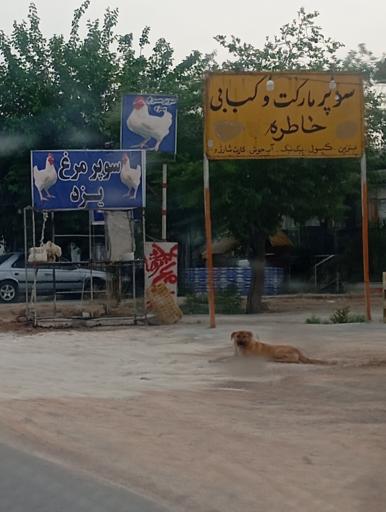 عکس سوپر مرغ یزد