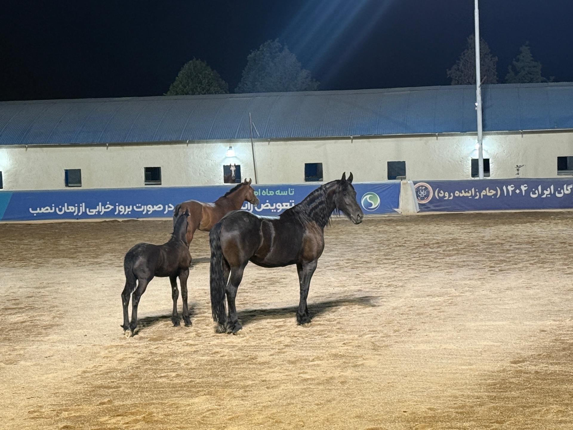 عکس باشگاه چوگان بسپار شیمی سپیدان