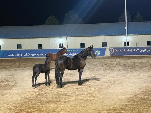 عکس باشگاه چوگان بسپار شیمی سپیدان