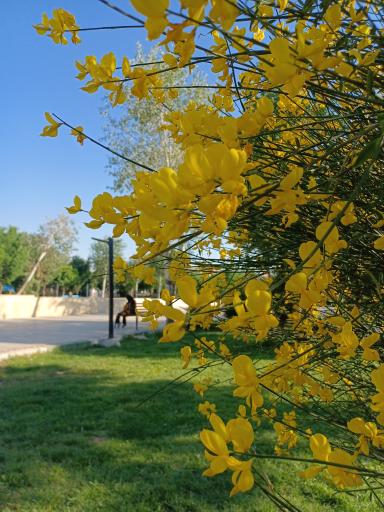 عکس پارک شهرداری