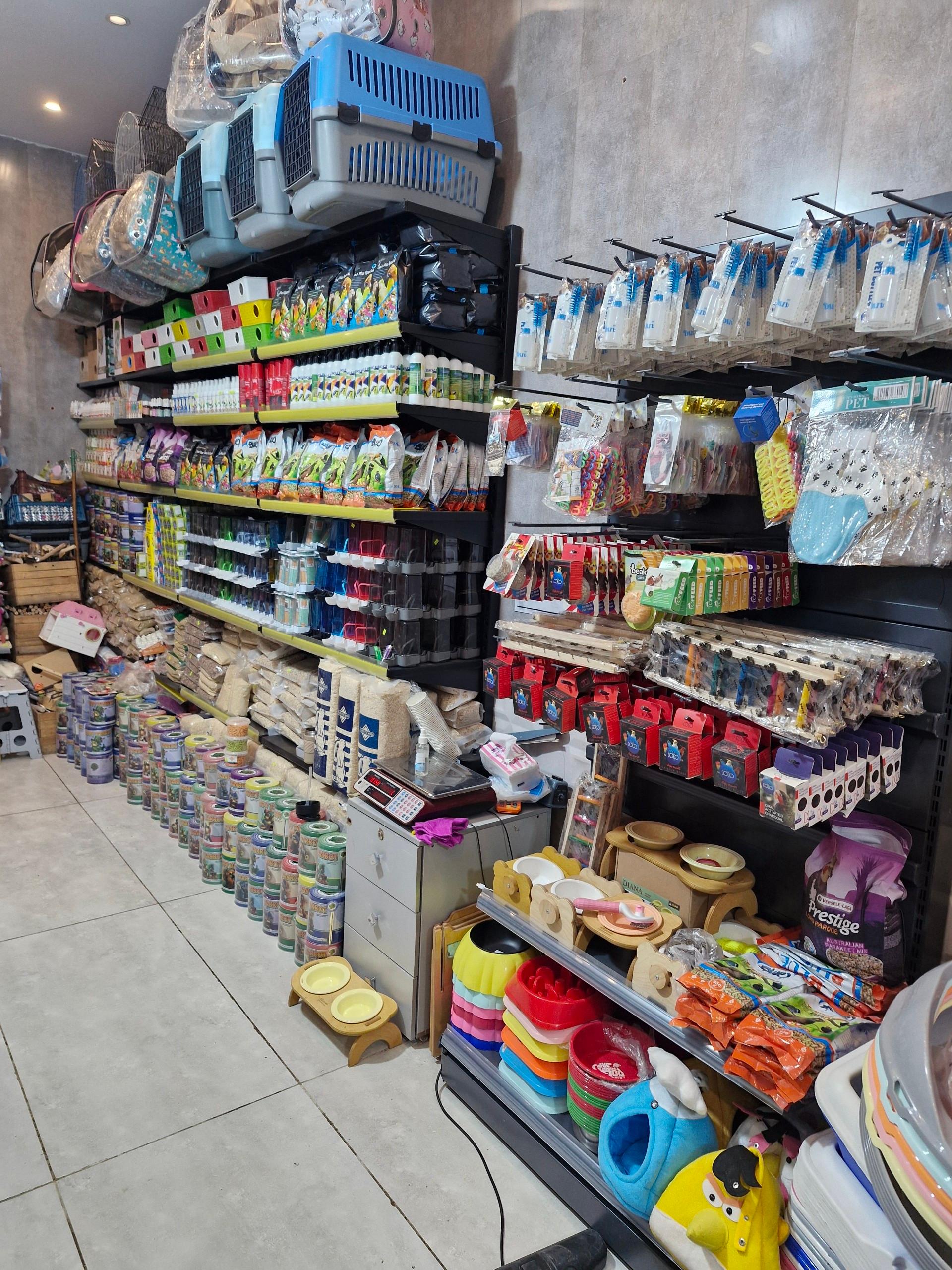 عکس طوطی کارن 