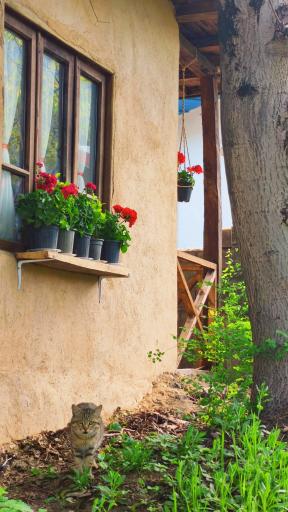 عکس اقامتگاه سنتی باغ گردو