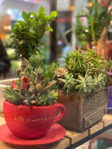 عکس گلفروشی گل لگ