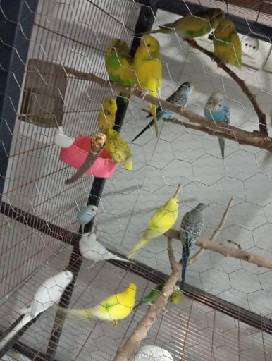 عکس پرنده سرای طلایی
