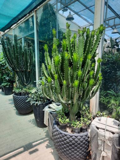 عکس گلسرای صنعتی