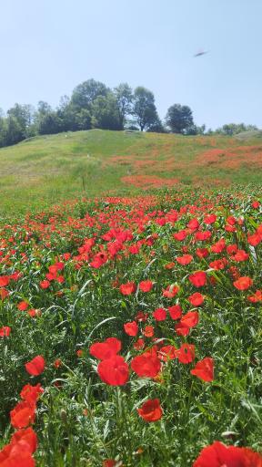 عکس کشکک