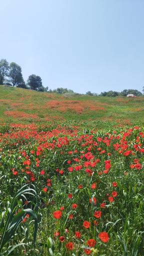 کشکک