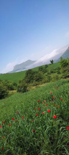 عکس کشکک