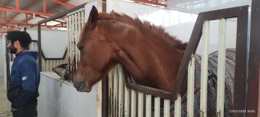 عکس باشگاه اسب سواری