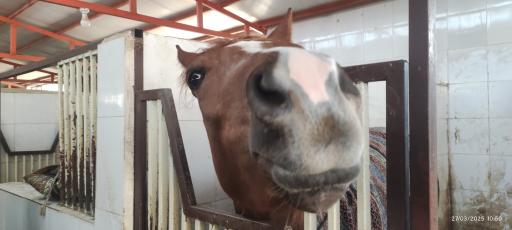 عکس باشگاه اسب سواری