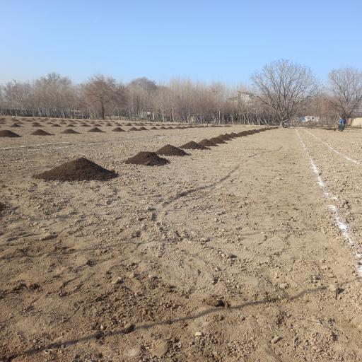 عکس نهالستان مزرعه اردیبهشت