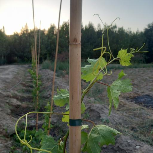 عکس نهالستان مزرعه اردیبهشت