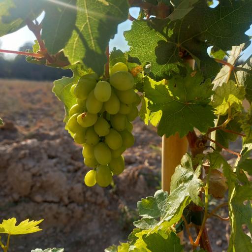 عکس نهالستان مزرعه اردیبهشت