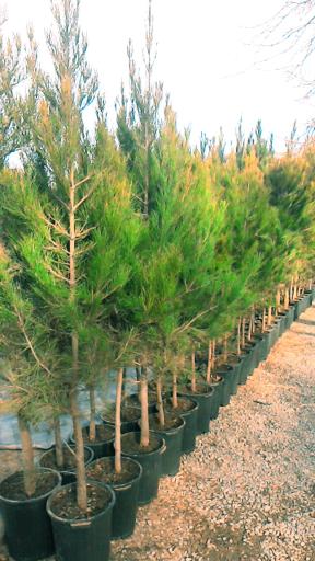 عکس نهالستان مزرعه اردیبهشت