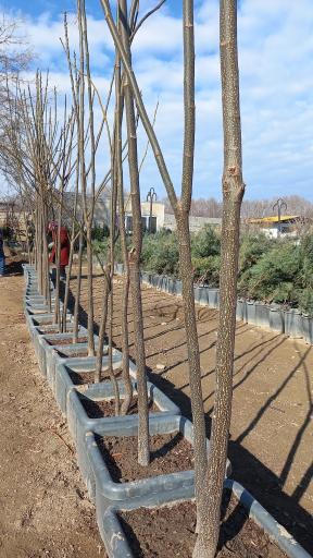 عکس نهالستان مزرعه اردیبهشت