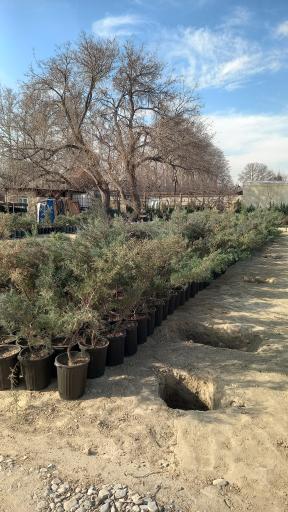 عکس نهالستان مزرعه اردیبهشت