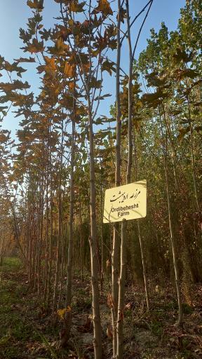 عکس نهالستان مزرعه اردیبهشت