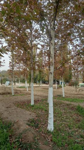 عکس نهالستان مزرعه اردیبهشت