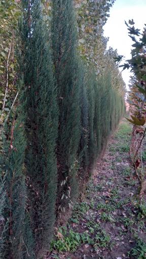 عکس نهالستان مزرعه اردیبهشت