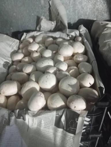 پخش قارچ زرین چتر 