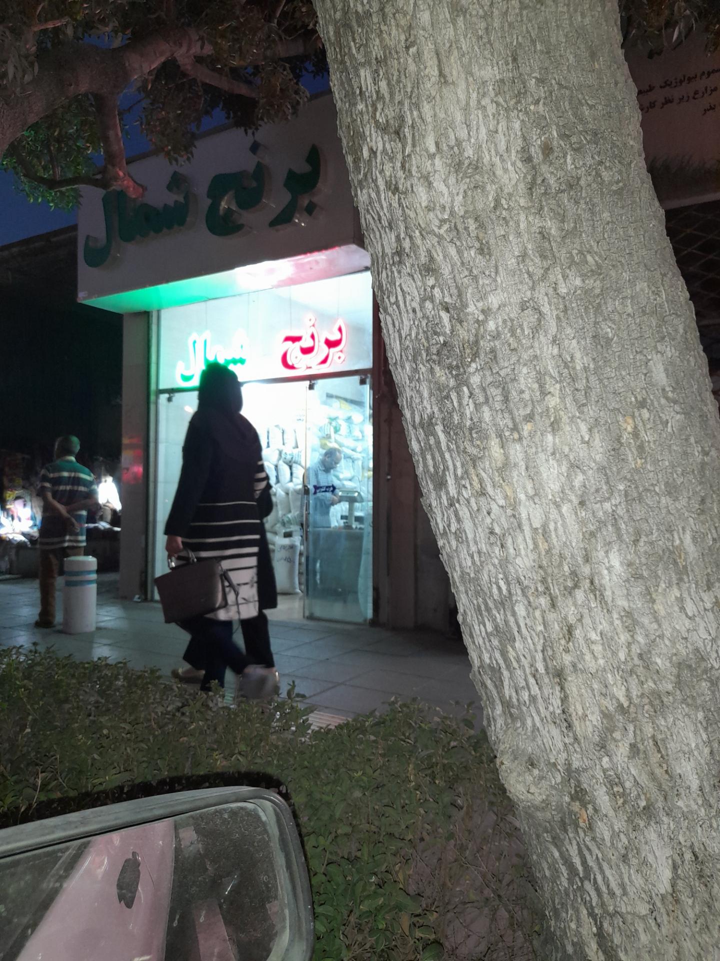 عکس برنج شمال