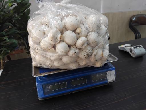 پخش قارچ زرین چتر 