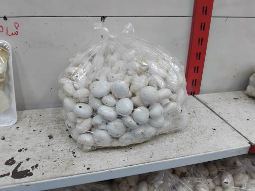 پخش قارچ زرین چتر 
